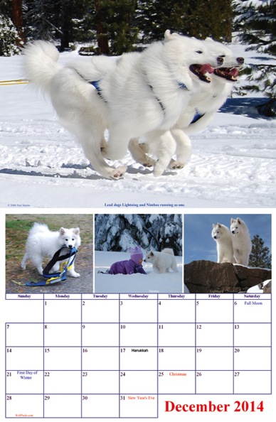 December page from the 2014 Samoyeds At Work & Play calendar