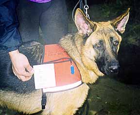 Czar wearing his ID Cape dog vest