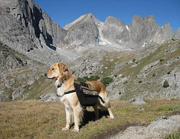 Juno hiking in the Wind River Range with her Native dog pack.