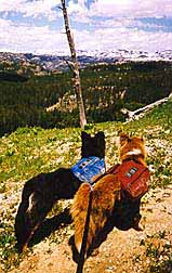 Kisak and Nika enjoy hiking in their Trekker dog packs