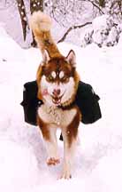 Kodiak running in his Banzai dog pack