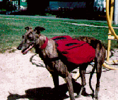 Leslie Ann in her Trekker dog pack