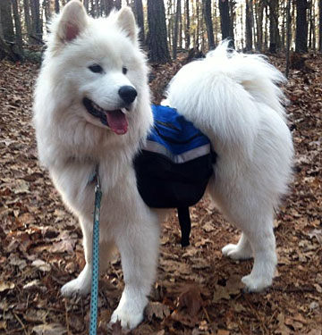 8 month old Luca backpacking in his medium blue Banzai dog pack