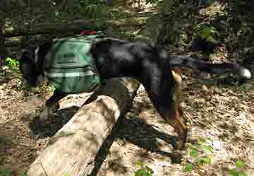 Norman jumping over a log while wearing his Reflector dog pack