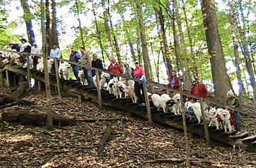 Samoyed Club of America group hike during the 2009 National Specialty