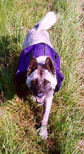 Pingo wearing a Trekker dog pack