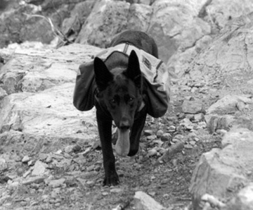 Raja wearing a Reflector dog pack