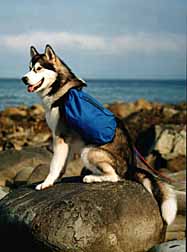 Sunka wearing a Trekker dog pack