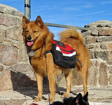 Another view of Tapio wearing his Banzai dog pack