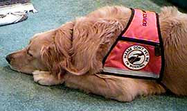 Seizure Alert Dog Amber relaxing in her ID Cape dog vest.
