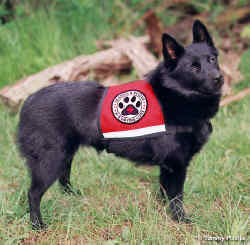 Search and Rescue Dog Bearette training in her ID Cape dog vest.