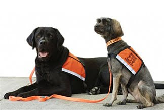 Dogs For The Deaf hearing dogs Devo and Ty Bo wear their orange ID Cape dog vests while working