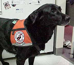 Hearing Dog Shadow working in her ID Cape assistance dog vest.